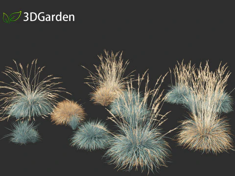 Helictotrichon sempervirens - Blue oat grass 01 3D Model
