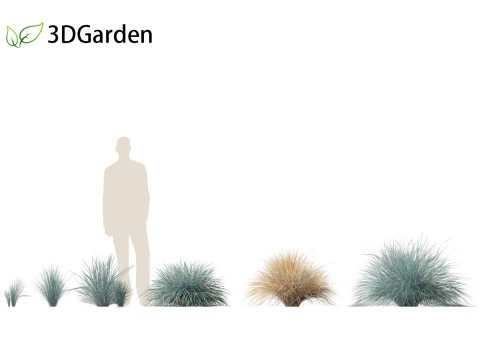 Helictotrichon sempervirens - Blue oat grass 01 3D Model