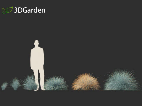 Helictotrichon sempervirens - Blue oat grass 01 3D Model