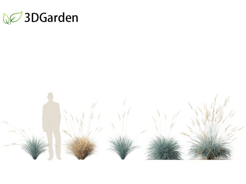Helictotrichon sempervirens - Blue oat grass 01 3D Model