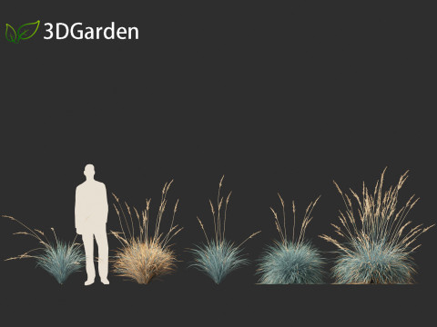 Helictotrichon sempervirens - Blue oat grass 01 3D 模型