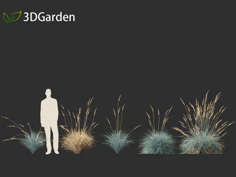 Helictotrichon sempervirens - Blue oat grass 01 3D Model