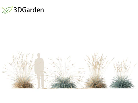 Helictotrichon sempervirens - Blue oat grass 01 3D Model