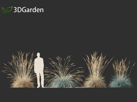 Helictotrichon sempervirens - Blue oat grass 01 3D Model