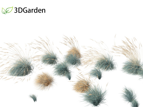 Helictotrichon sempervirens - Blue oat grass 02 3D Model