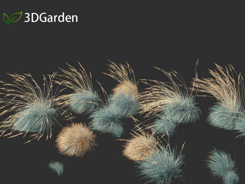Helictotrichon sempervirens - Blue oat grass 02 3D Model