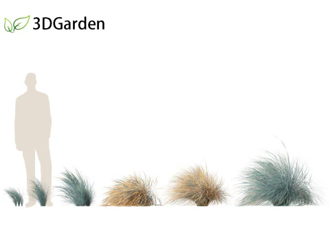 Helictotrichon sempervirens - Blue oat grass 02 3D Model