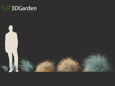 Helictotrichon sempervirens - Blue oat grass 02 Model 3D