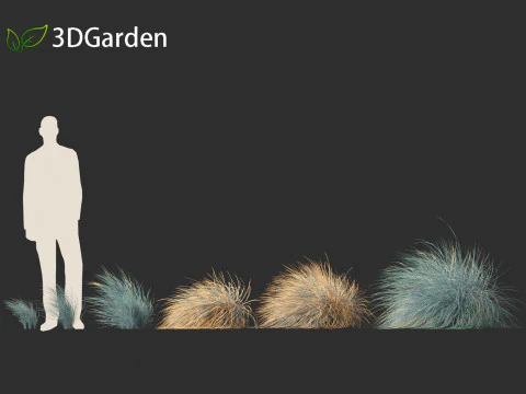 Helictotrichon sempervirens - Blue oat grass 02 3D Model