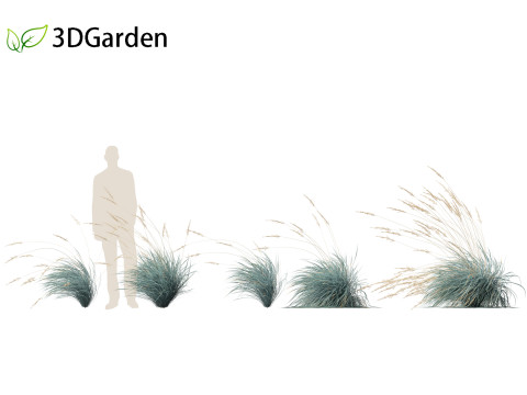 Helictotrichon sempervirens - Blue oat grass 02 Model 3D