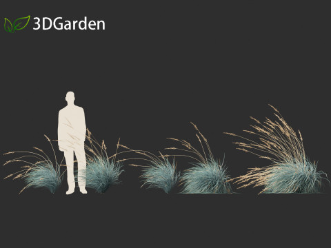 Helictotrichon sempervirens - Blue oat grass 02 Model 3D