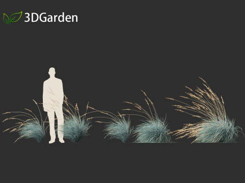 Helictotrichon sempervirens - Blue oat grass 02 3D Model