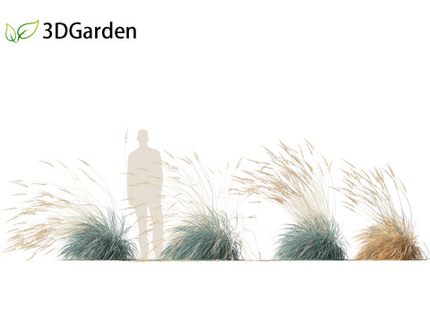 Helictotrichon sempervirens - Blue oat grass 02 Model 3D