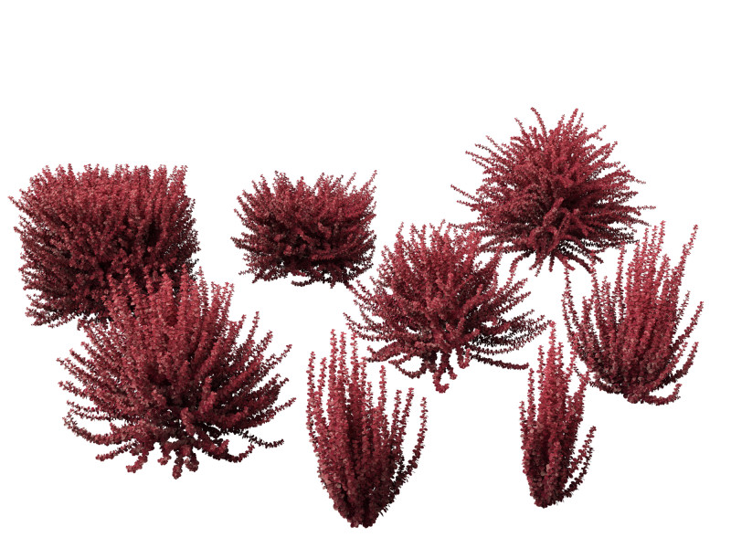 Berberis thunbergii f atropurpurea Gentry 3D 模型 .c4d .max .obj .3ds .fbx .stl .blend 
