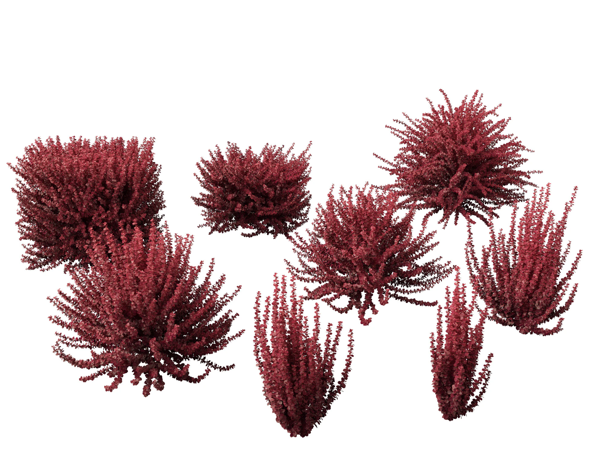 Berberis thunbergii f atropurpurea Gentry 3D Model .c4d .max .obj .3ds .fbx .stl .blend 
