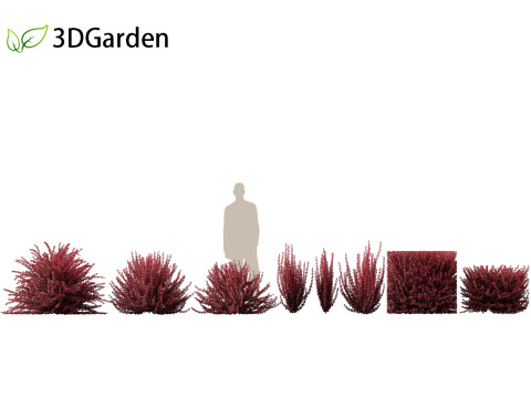 Berberis thunbergii f atropurpurea Gentry 3D 模型