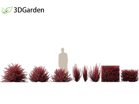 Berberis thunbergii f atropurpurea Gentry 3D Model