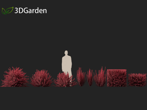 Berberis thunbergii f atropurpurea Gentry 3D 模型