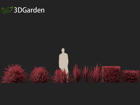 Berberis thunbergii f atropurpurea Gentry 3D Model