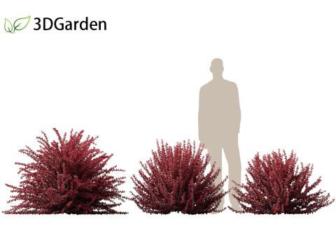 Berberis thunbergii f atropurpurea Gentry 3D Model