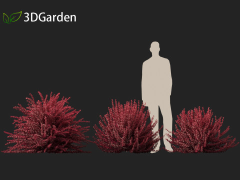 Berberis thunbergii f atropurpurea Gentry 3D 模型