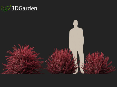 Berberis thunbergii f atropurpurea Gentry 3D Model