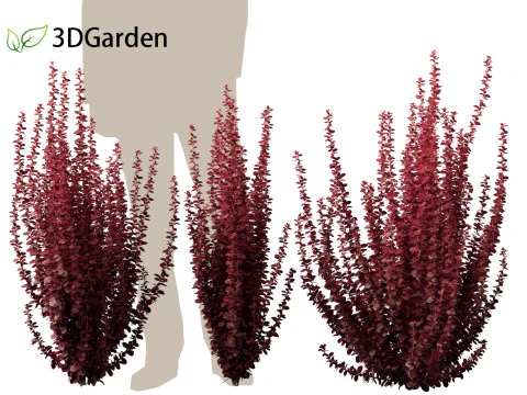 Berberis thunbergii f atropurpurea Gentry 3D Model