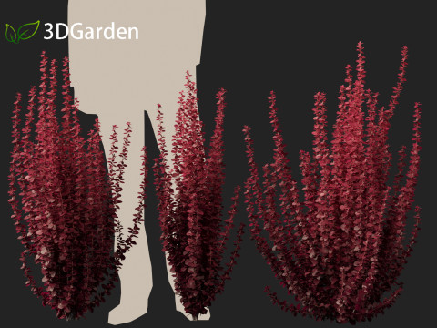 Berberis thunbergii f atropurpurea Gentry 3D 模型