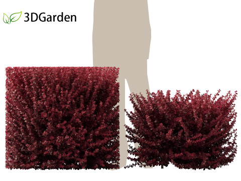 Berberis thunbergii f atropurpurea Gentry 3D 模型