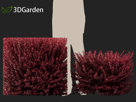 Berberis thunbergii f atropurpurea Gentry 3D 模型