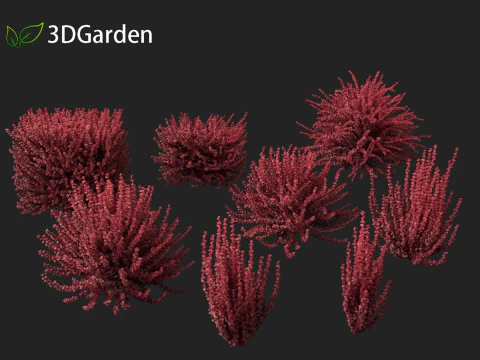 Berberis thunbergii f atropurpurea Gentry 3D Model