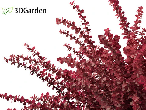 Berberis thunbergii f atropurpurea Gentry 3D Model