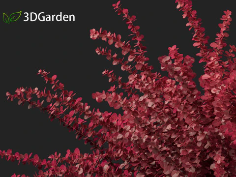 Berberis thunbergii f atropurpurea Gentry 3D Model