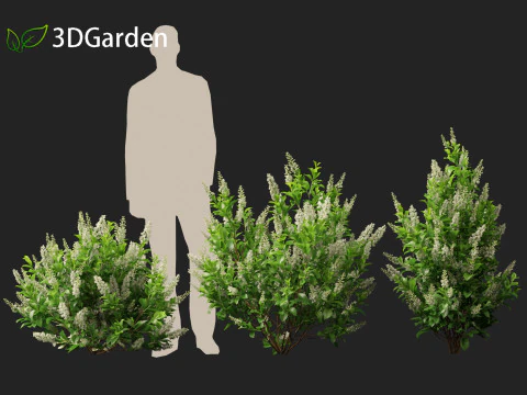 Clethra alnifolia Sedici candele - Ontano bianco comune Modello 3D
