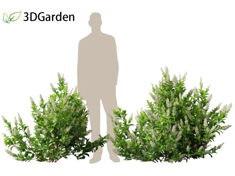 Clethra alnifolia Sedici candele - Ontano bianco comune Modello 3D