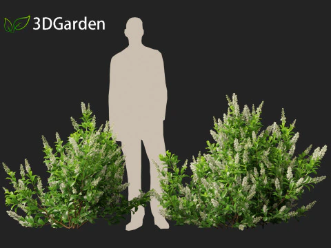 Clethra alnifolia Sedici candele - Ontano bianco comune Modello 3D