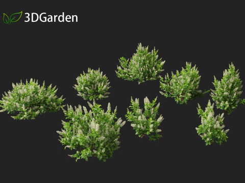Clethra alnifolia Sedici candele - Ontano bianco comune Modello 3D