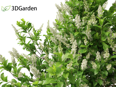 Clethra alnifolia Sedici candele - Ontano bianco comune Modello 3D
