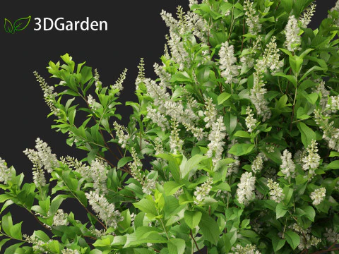 Clethra alnifolia Sedici candele - Ontano bianco comune Modello 3D