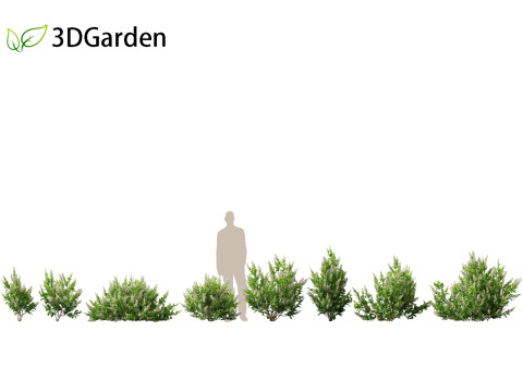 Clethra alnifolia Sixteen Candles - Common white alder Modèle 3D