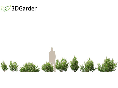 Clethra alnifolia Sedici candele - Ontano bianco comune Modello 3D