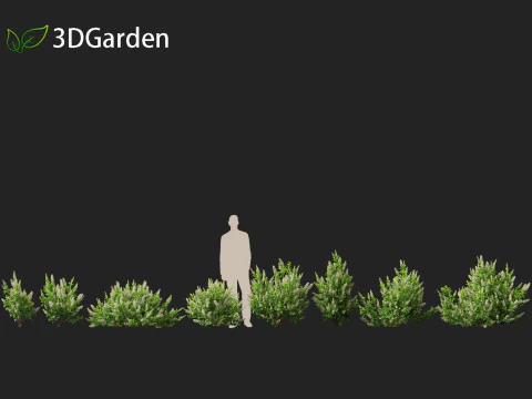 Clethra alnifolia Sedici candele - Ontano bianco comune Modello 3D