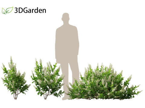 Clethra alnifolia Sedici candele - Ontano bianco comune Modello 3D