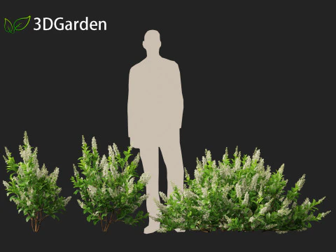 Clethra alnifolia Sedici candele - Ontano bianco comune Modello 3D