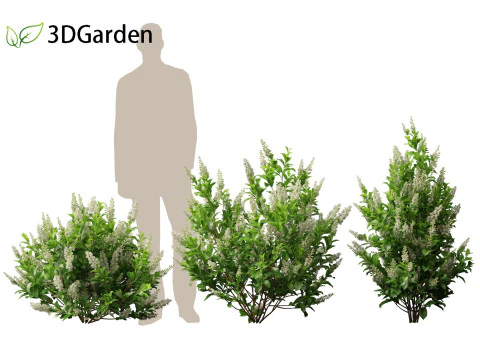 Clethra alnifolia Sedici candele - Ontano bianco comune Modello 3D