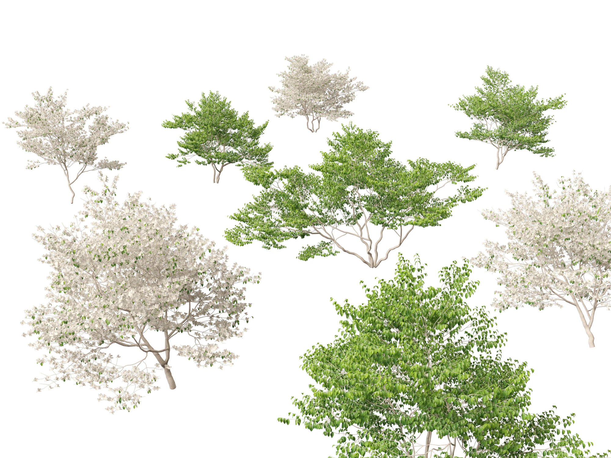 Cornus florida - flowering dogwood 3D Model .c4d .max .obj .3ds .fbx .stl .blend