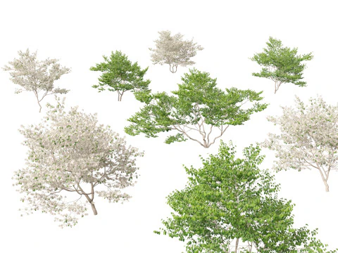 Cornus florida - flowering dogwood 3D Model