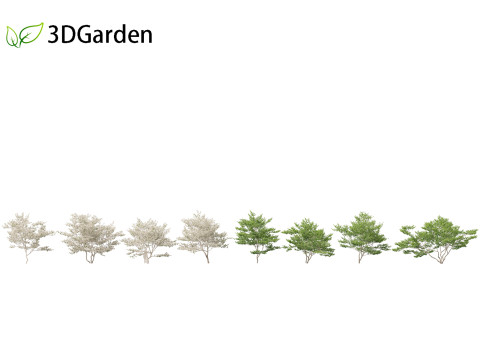 Cornus florida - flowering dogwood 3Dモデル