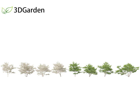Cornus florida - flowering dogwood 3D Model