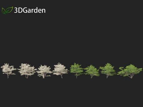 Cornus florida - flowering dogwood 3D Model